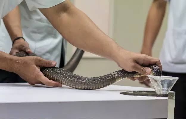 अब सर्प के जहर की मात्रा के हिसाब से हो सकेगा उपचार