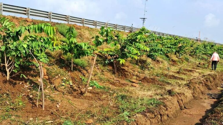 छत्तीसगढ़ के राष्ट्रीय राजमार्ग बन रहे ग्रीन कॉरिडोर : एनएचएआई ने इस साल लगाए 2.71 लाख पौधे