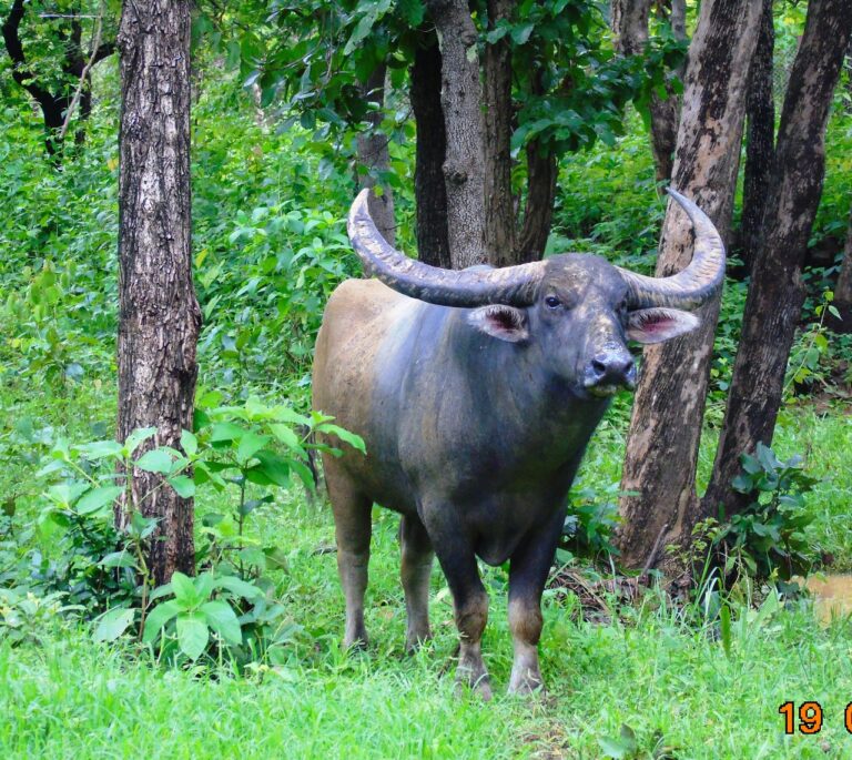 छत्तीसगढ़ में वन भैंसा संरक्षण एवं स्थानांतरण पर उच्च स्तरीय बैठक