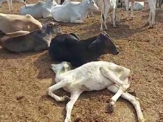 मुख्यमंत्री के निर्देश पर अमल : नगरीय निकायों को पशुओं के मृत शरीर के वैज्ञानिक एवं सुरक्षित निपटान के लिए उपयुक्त स्थल निर्धारित करने के निर्देश