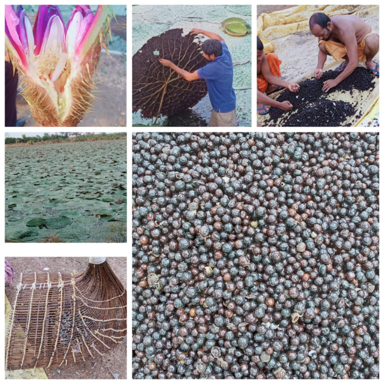 स्पेशल स्टोरी : छत्तीसगढ़ में मखाना उत्पादन को प्रोत्साहन