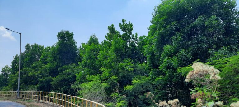 3.52 लाख पौधों के रोपण से हरित आवरण में हुआ बढ़ोत्तरी