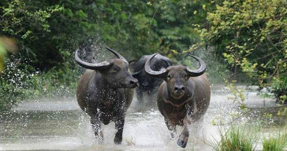 छत्तीसगढ़ को मिलने जा रहा नया टूरिज्म हॉटस्पॉट, उदंती-सीतानदी में शुरू होगी वनभैंसा सफारी