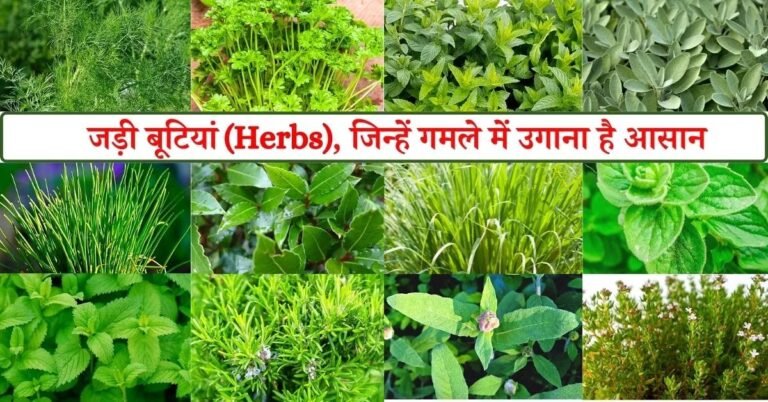 विशेष लेख : छत्तीसगढ़ की जड़ी-बूटियों से महकेगा नारी शक्ति का स्वावलंबन