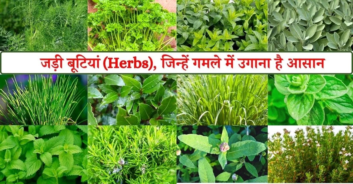 विशेष लेख : छत्तीसगढ़ की जड़ी-बूटियों से महकेगा नारी शक्ति का स्वावलंबन