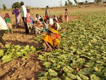 छत्तीसगढ़ में तेंदूपत्ता का समर्थन मूल्य देश में सर्वाधिक