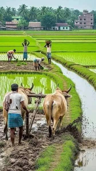 रायपुर : खरीफ सीजन में खेती-किसानी ने पकड़ी गति
